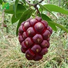 Kadsura Coccinea Fruit Seeds, Unique and Hardy Fruit for Your Garden 100 pcs